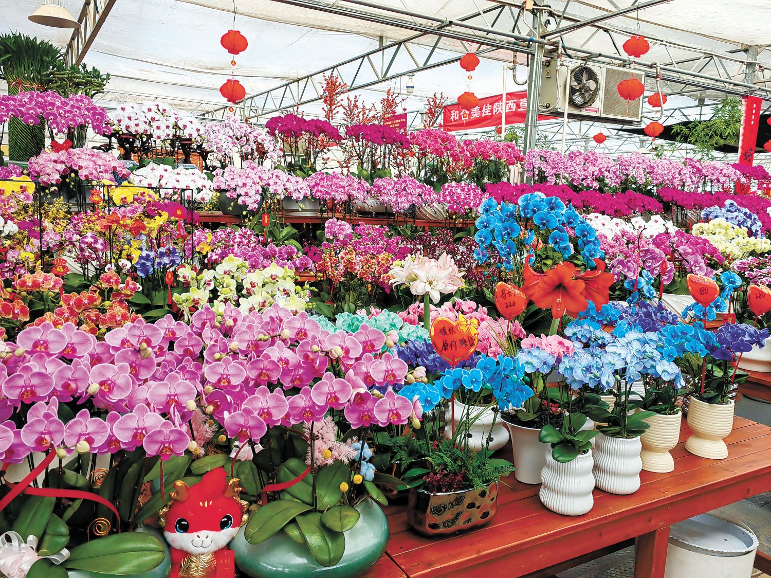 探寻繁花秘境，花店行业市场行情深度解析